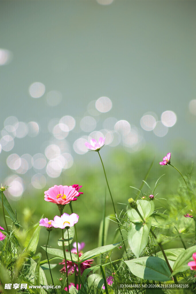 粉色格桑花