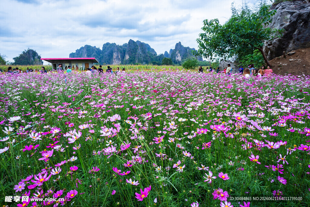 格桑花花海美景