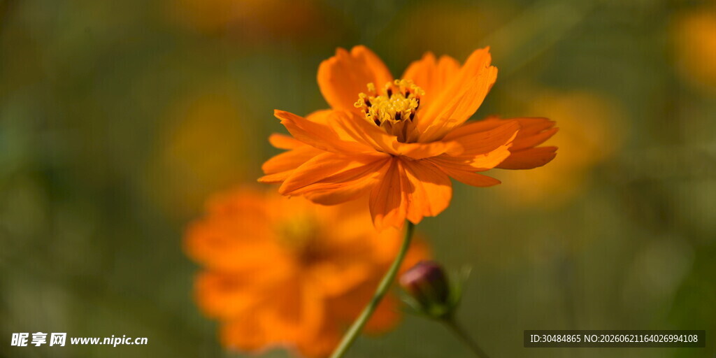 格桑花橙色花朵特写