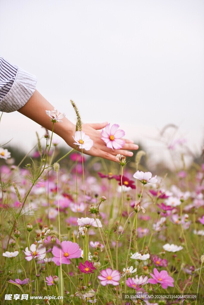 手触烂漫格桑花花海