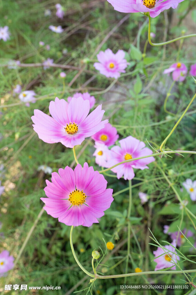 粉色格桑花