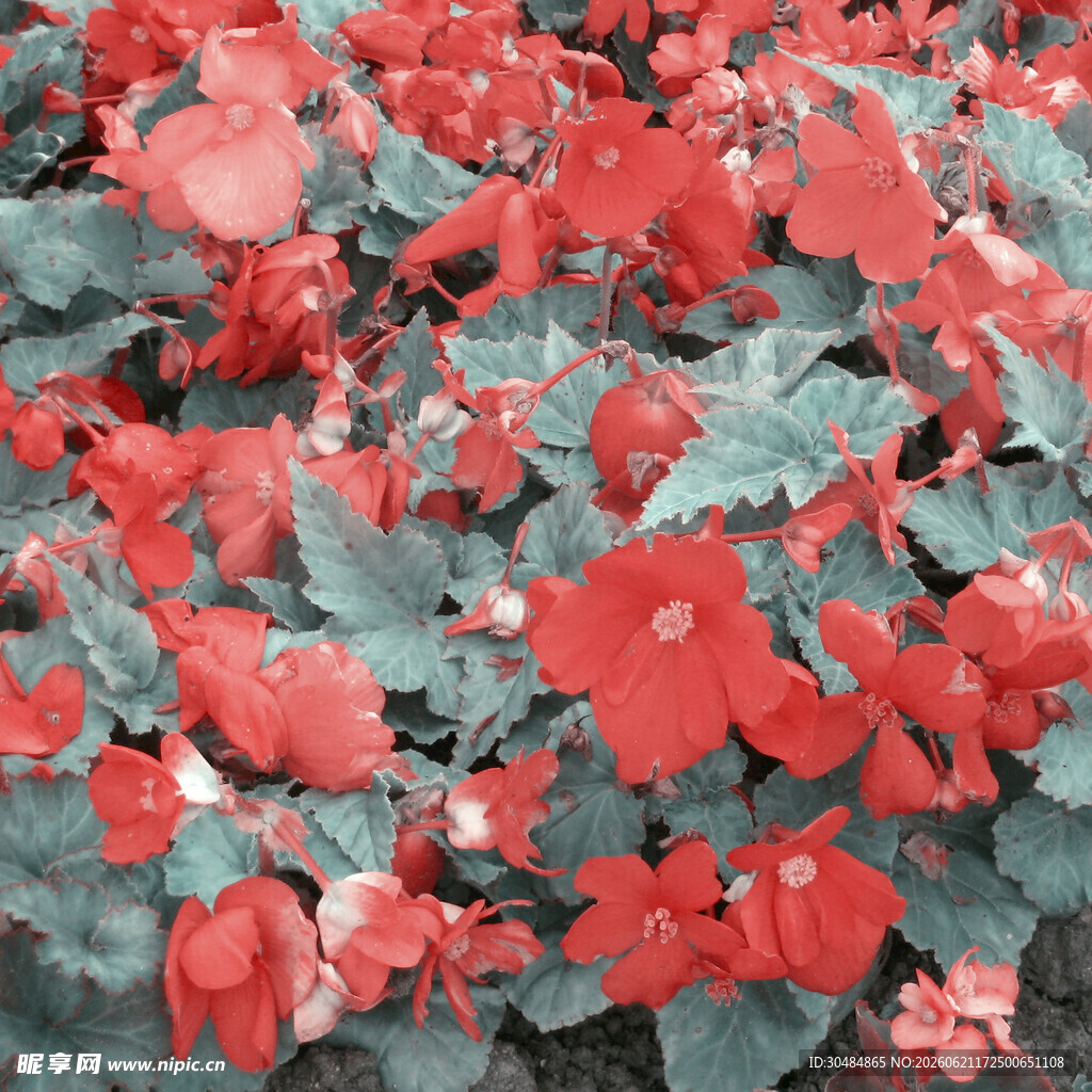 鲜艳红色秋海棠