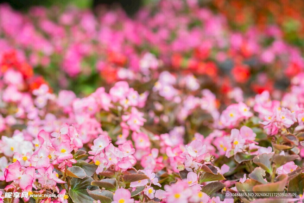 海棠花花海