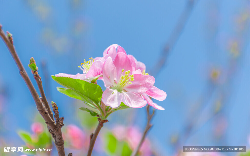 枝头绽放的粉嫩苹果花