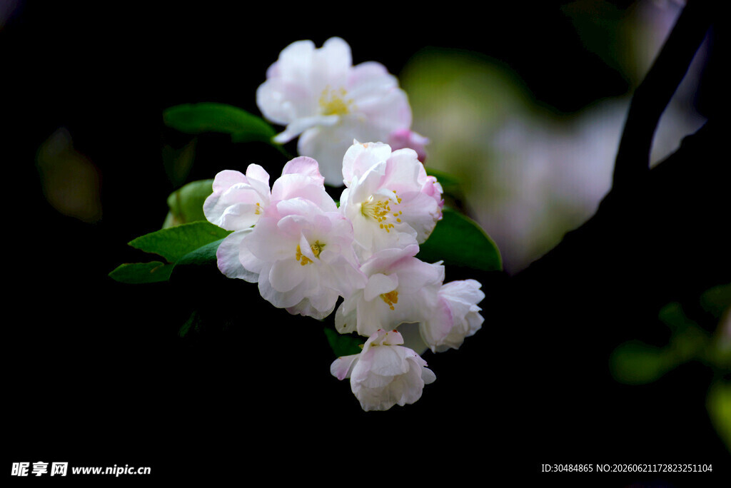 洁白茉莉花绽放