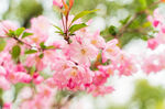 粉嫩樱花绽放枝头