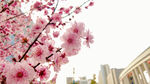街头绽放的粉嫩樱花树