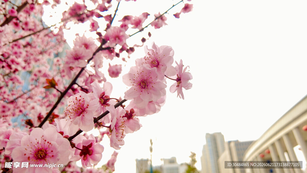 街头绽放的粉嫩樱花树