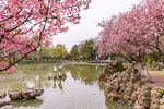 湖畔烂漫樱花美景