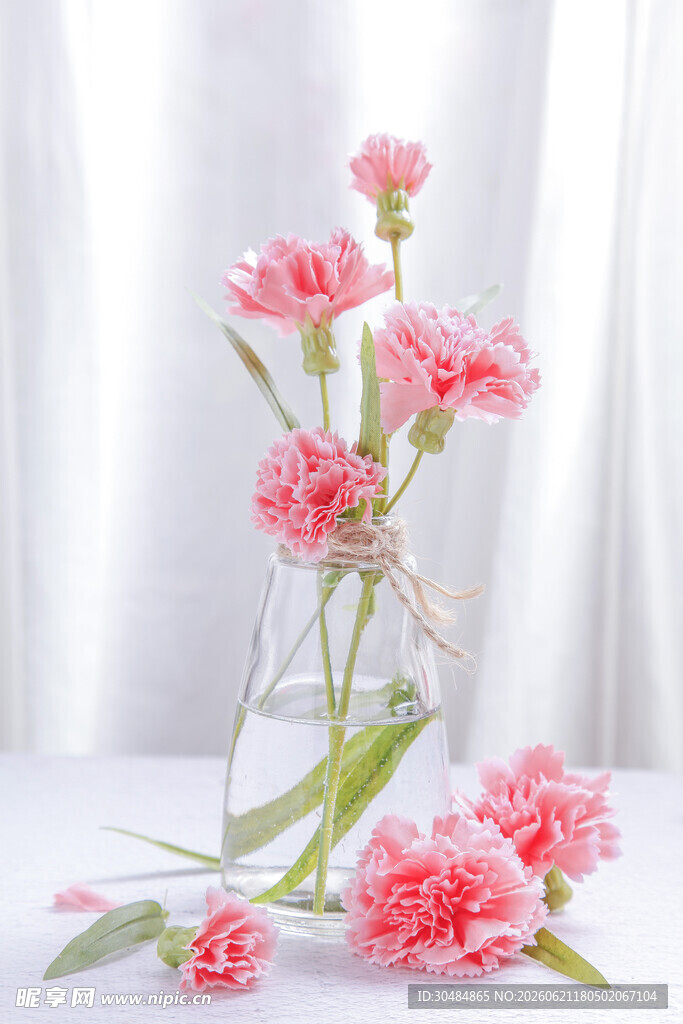 粉色康乃馨