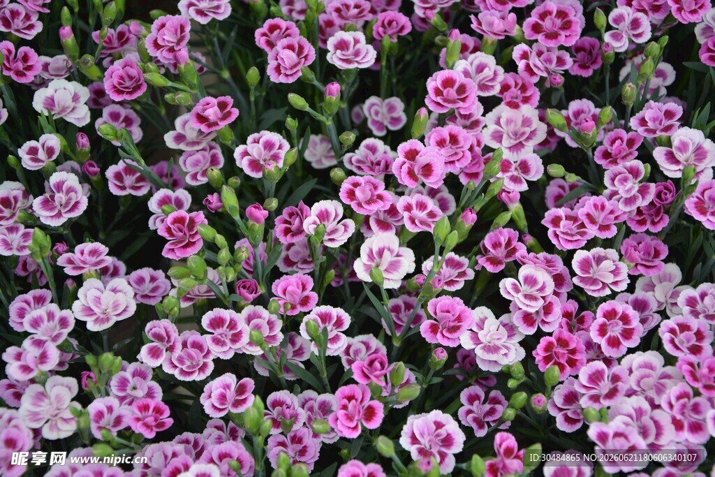 粉色石竹花