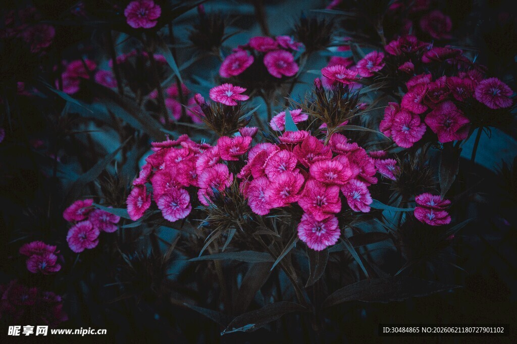 梦幻紫粉石竹花
