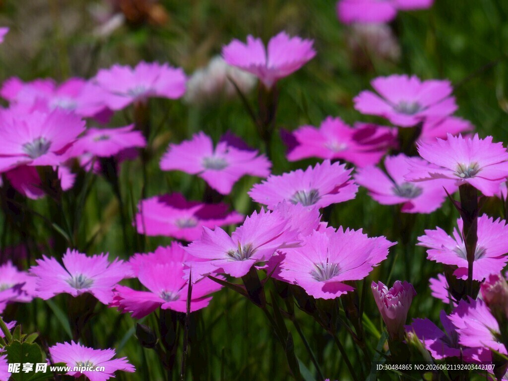 粉色石竹花
