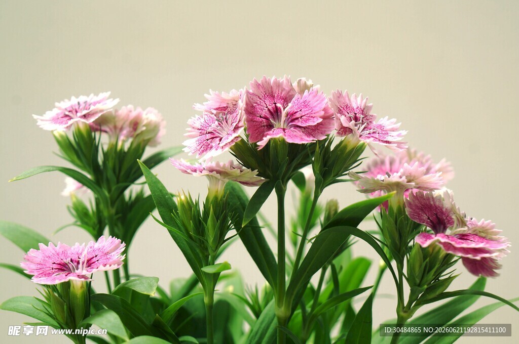 石竹花