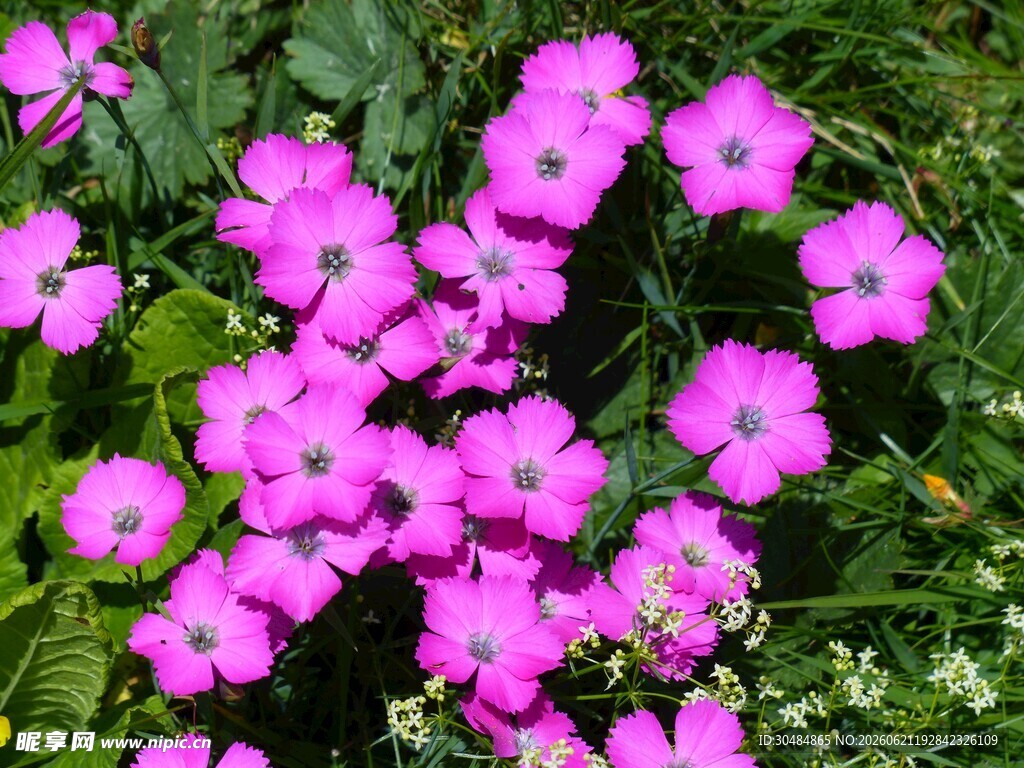 粉色石竹花