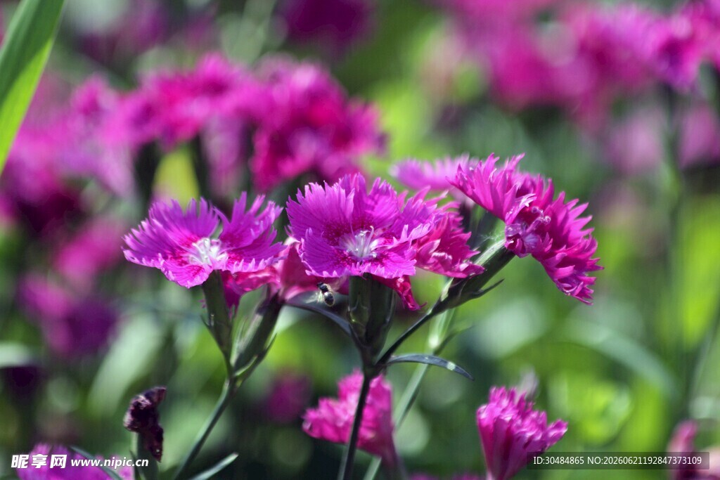 紫色石竹花