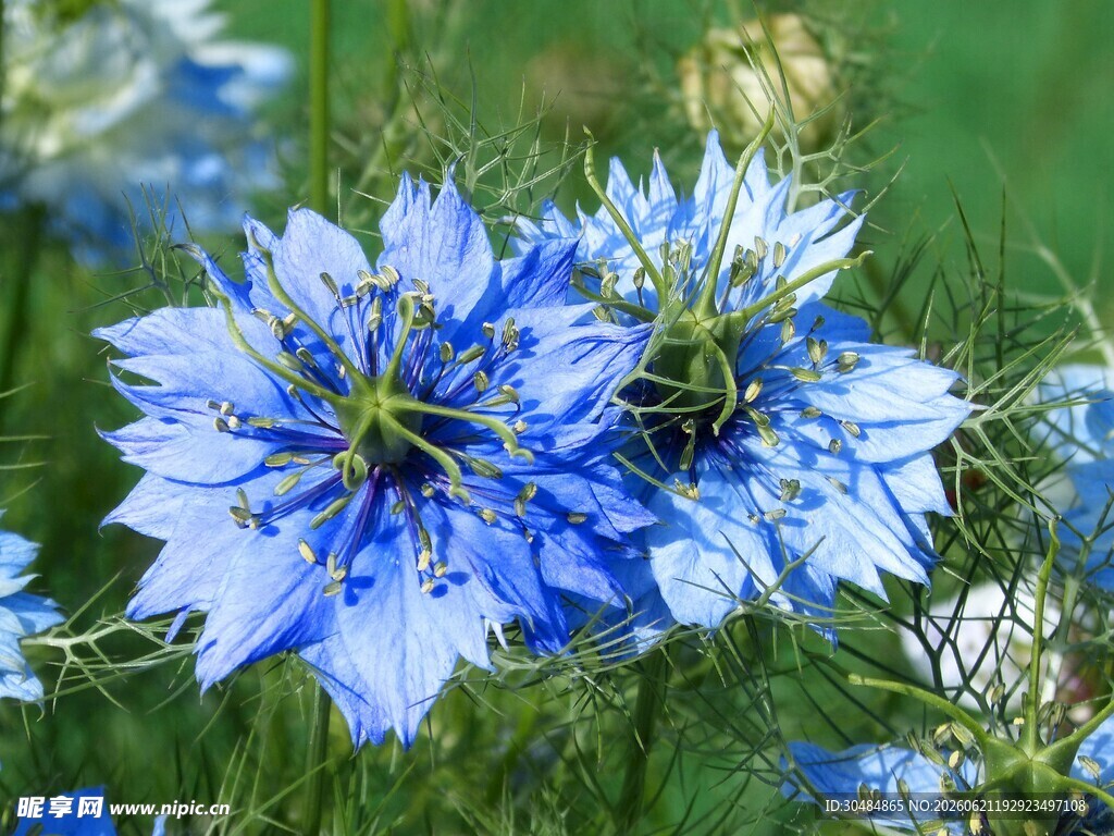 蓝色黑种草