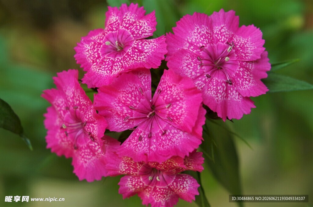 石竹花