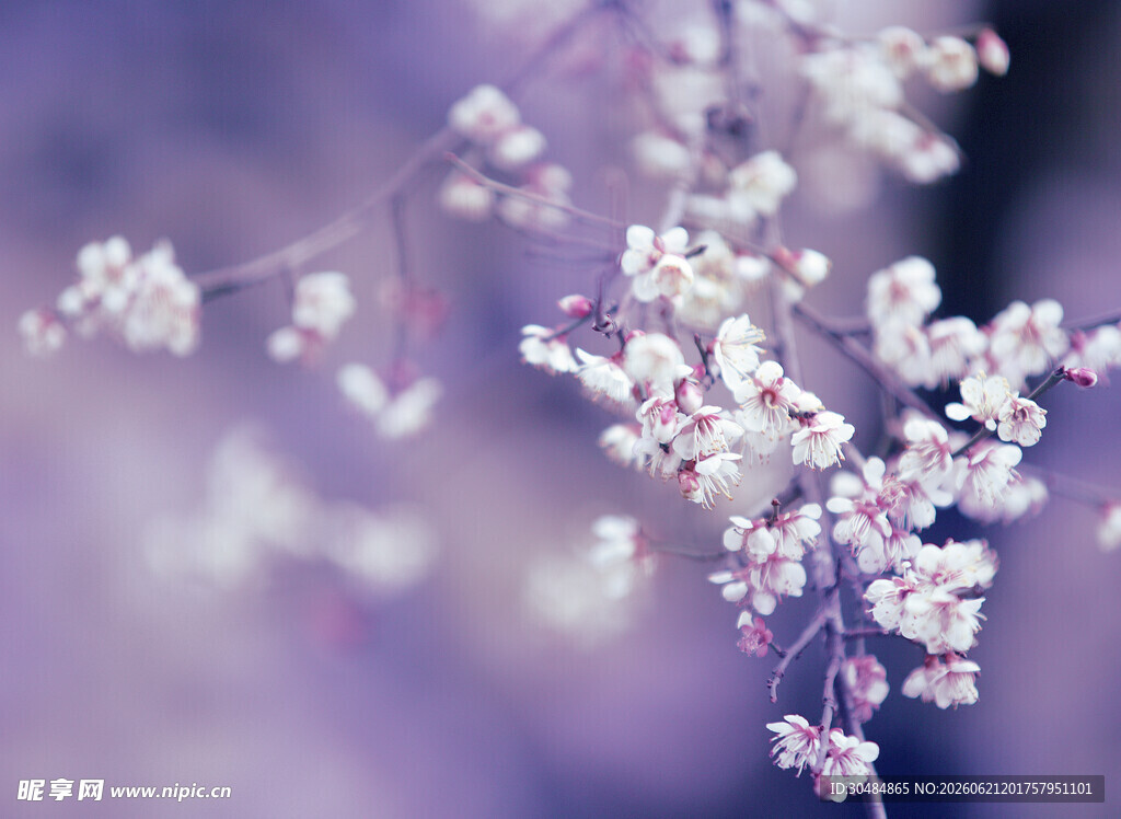 梦幻梨花