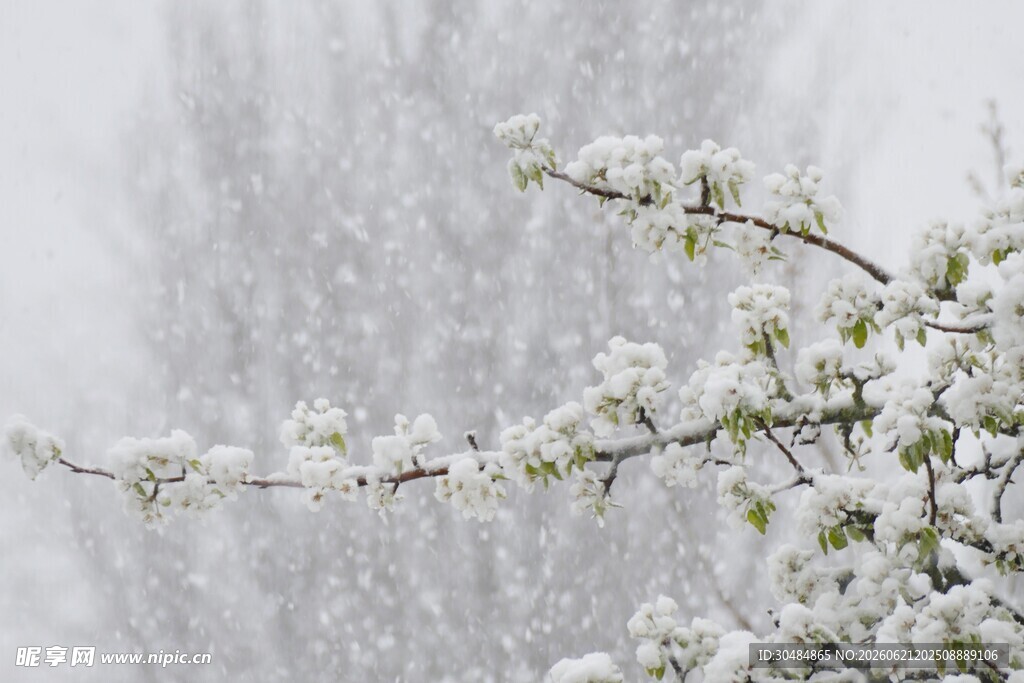 雪中绽放的白色梨花