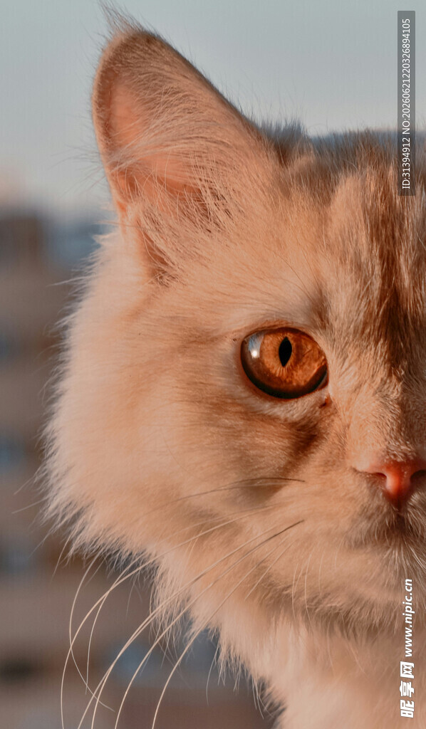 可爱长毛猫特写