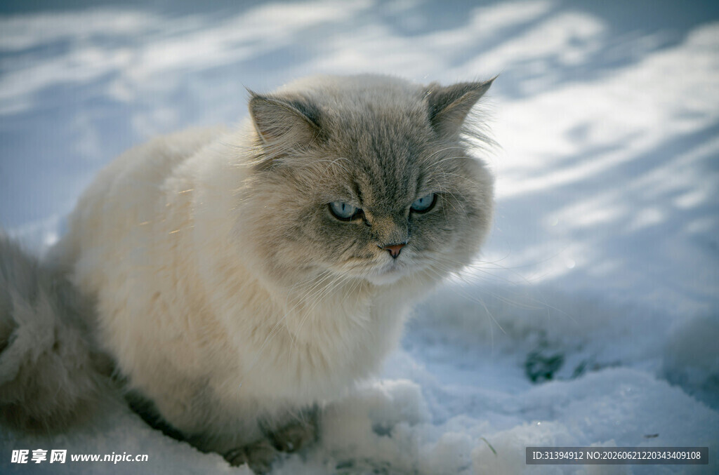雪地中的长毛猫咪