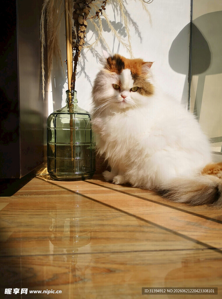 慵懒猫咪惬意躺木地板