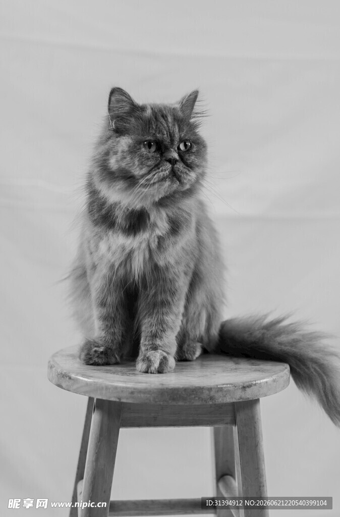 凳子上的长毛猫咪