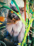 长毛猫躲在绿植后张望