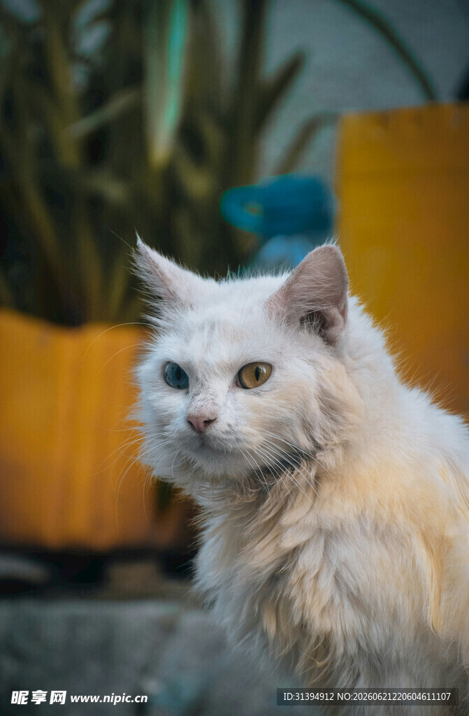 白毛猫咪户外可爱模样