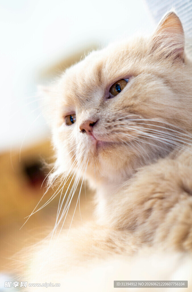 可爱米色猫咪侧头凝望