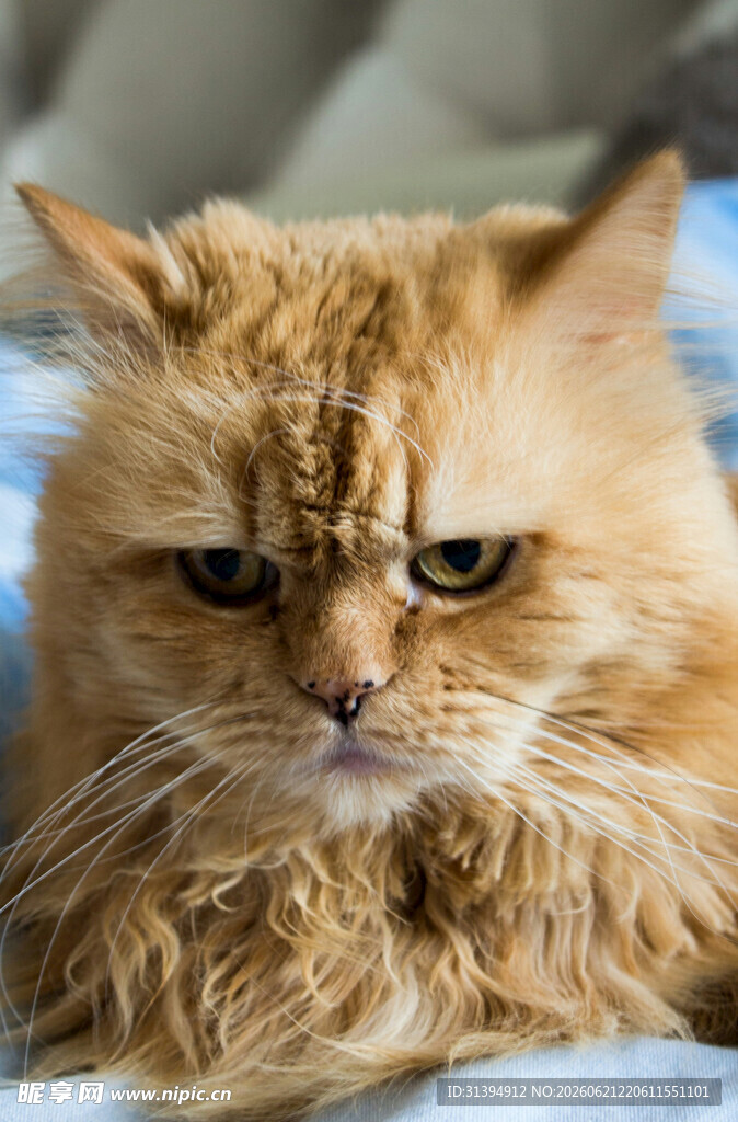 皱眉的长毛猫咪