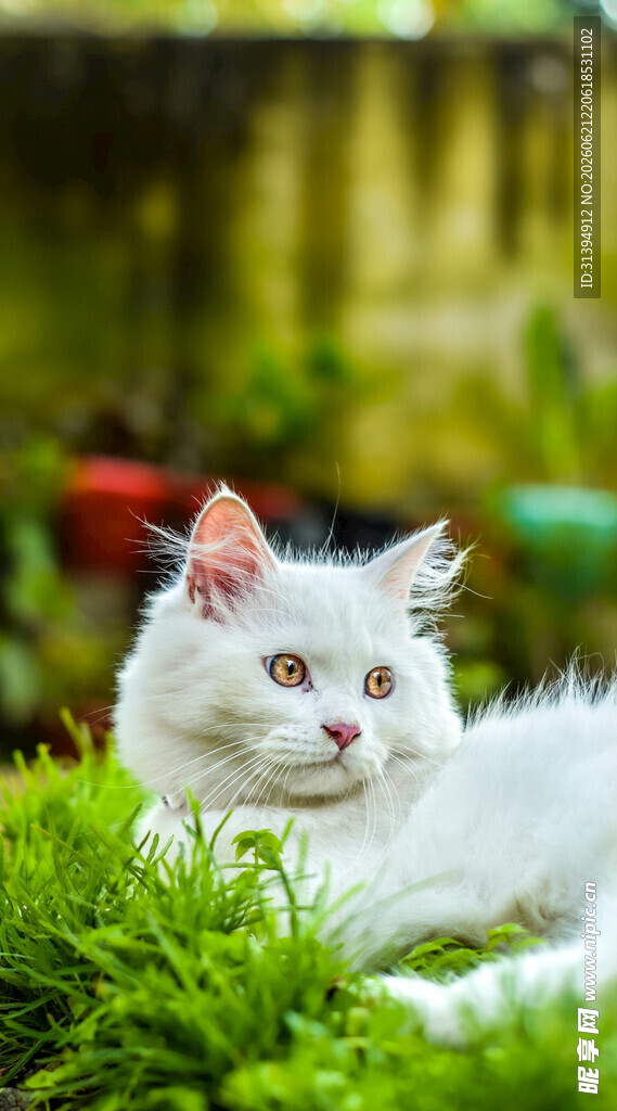 草地上的白毛猫咪