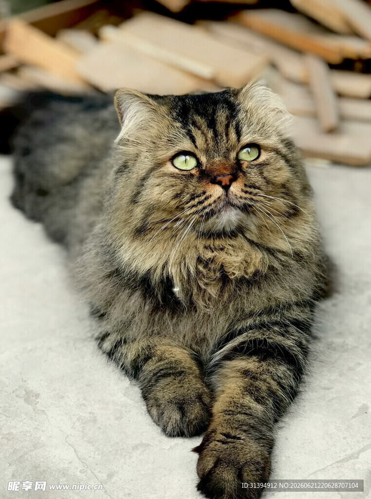 长毛猫咪躺卧凝视