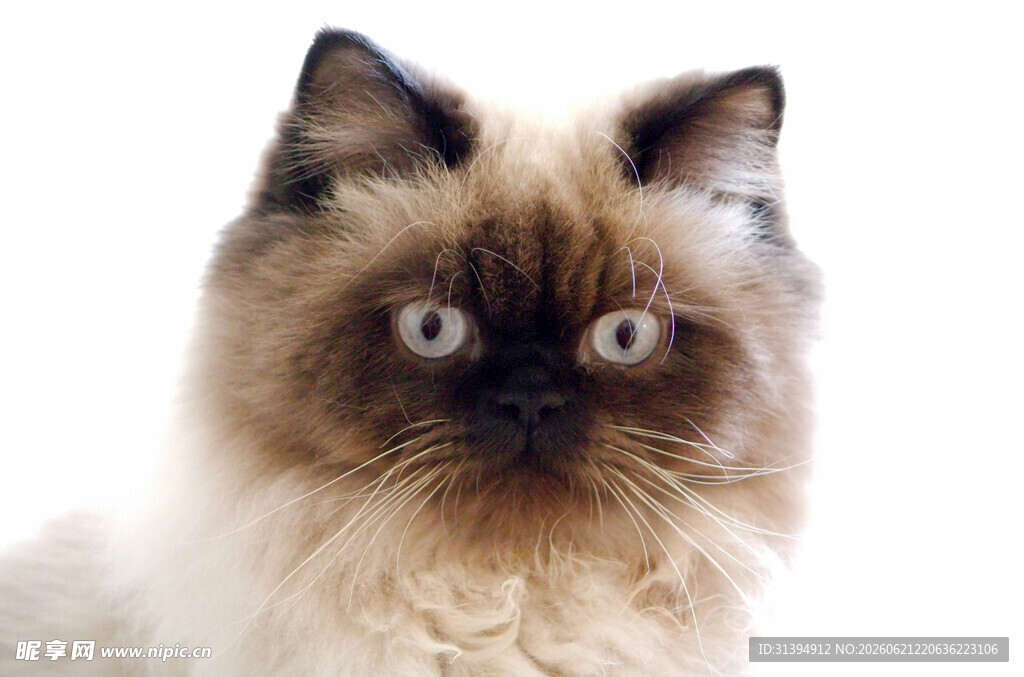 可爱长毛猫的特写瞬间