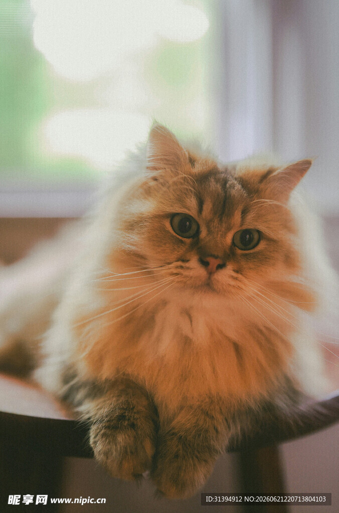 慵懒长毛猫惬意趴坐