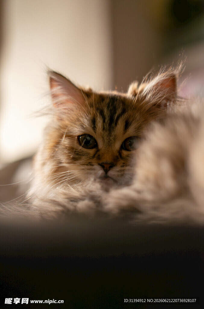 慵懒小猫惬意趴卧