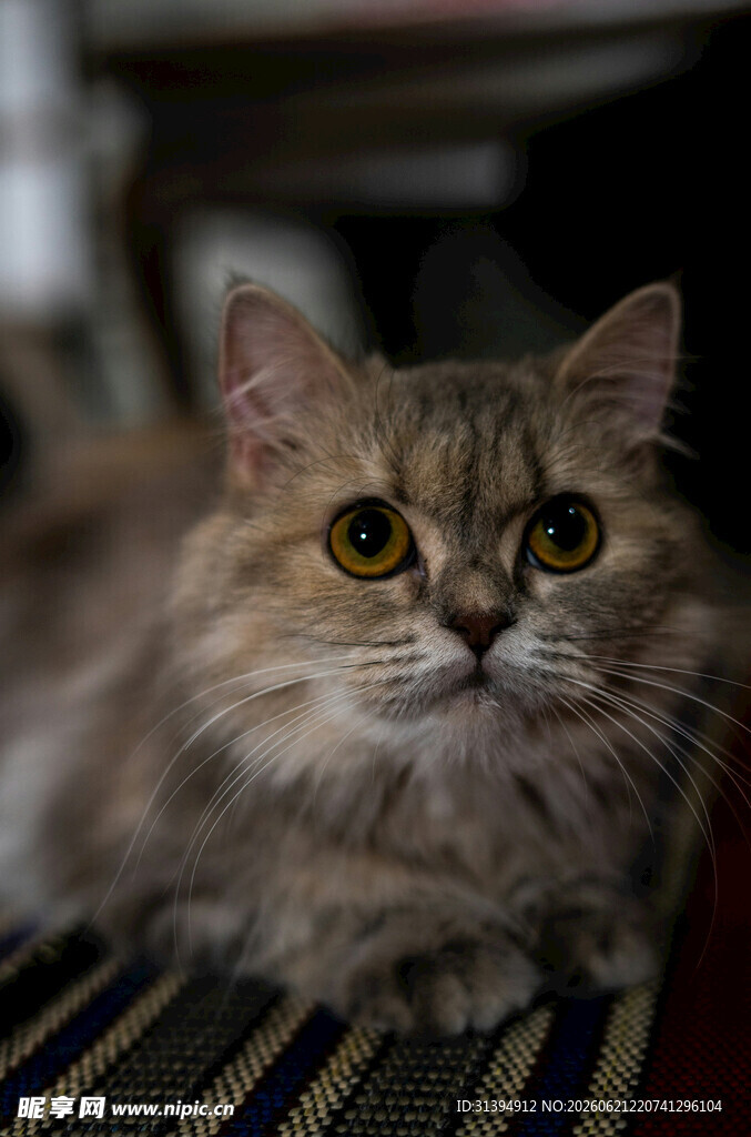 可爱长毛猫趴地凝视