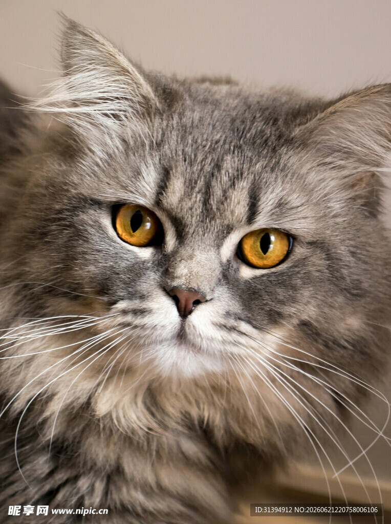 灰毛长毛猫特写