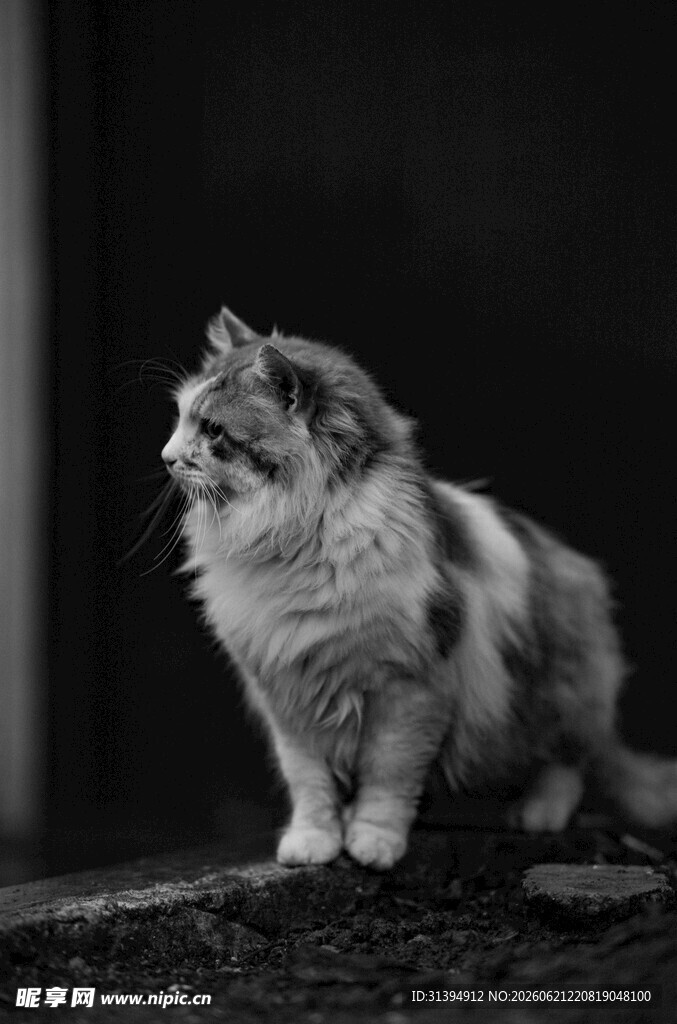 长毛猫咪侧坐凝视