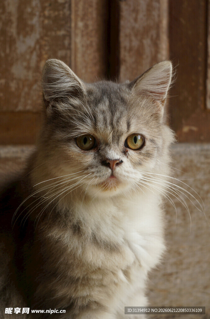 可爱灰毛猫咪温顺模样