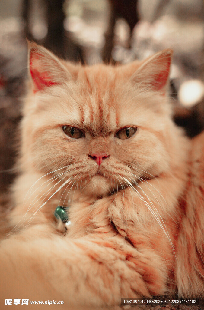 橘色猫咪慵懒趴卧