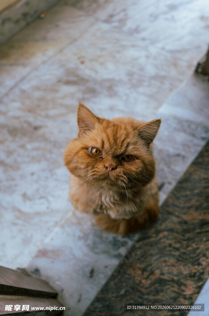 不爽的橘猫蹲坐地上