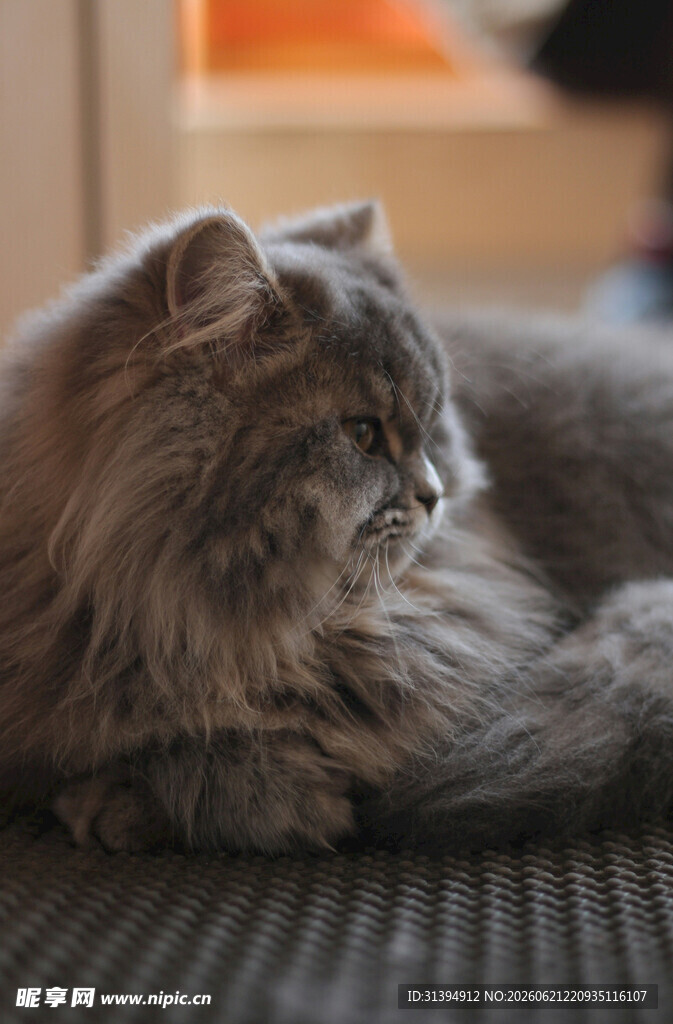 长毛猫咪侧躺专注模样