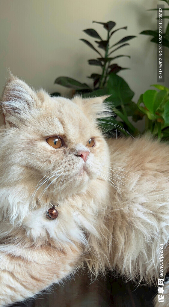 长毛猫咪惬意趴坐