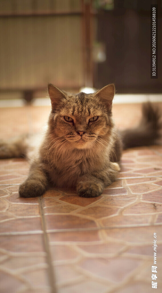 慵懒猫咪趴在地砖上