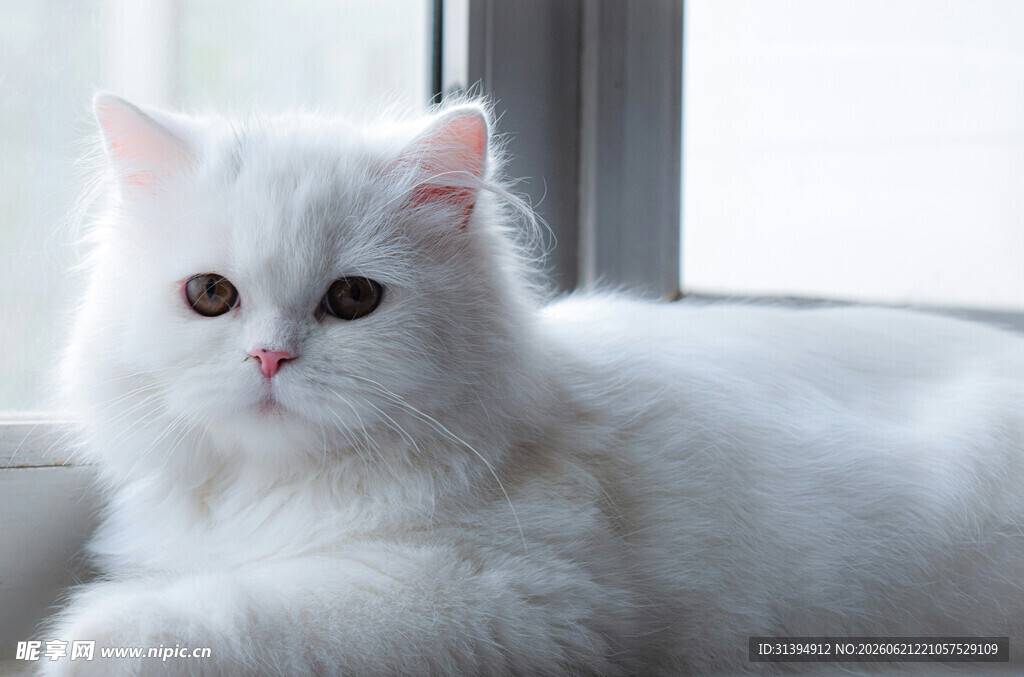 窗边的可爱白毛猫咪