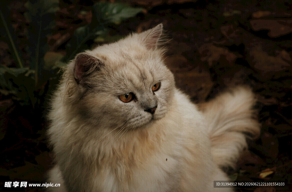 长毛猫咪侧头优雅瞬间