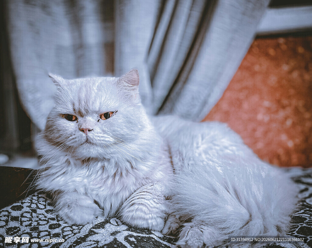 慵懒的白色猫咪