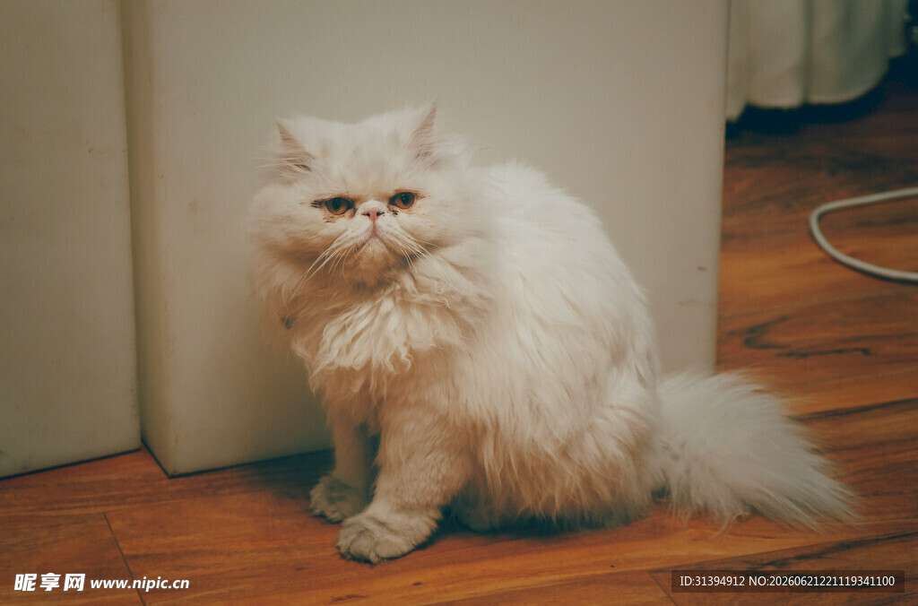 可爱长毛猫靠墙乖巧蹲坐